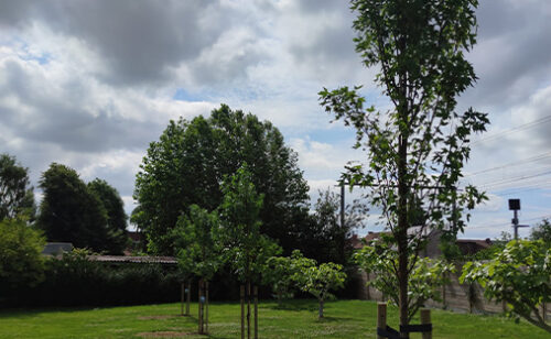 donovan-jardins-plantation-arbres